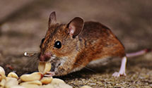 24 Hour & Emergency Exterminators in Ritter, SC
